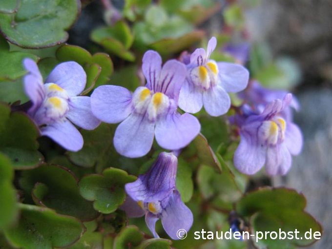 Cymbalaria muralis - Mauer Zimbelkraut 