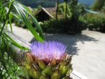 cynara-scolymus