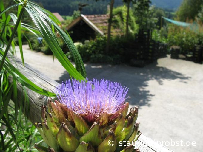 Cynara scolymus - Artischocke