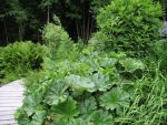 darmera-peltata-3