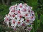 darmera-peltata-4