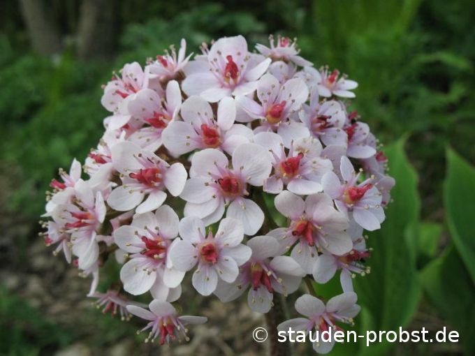 Darmera peltata - Schildblatt