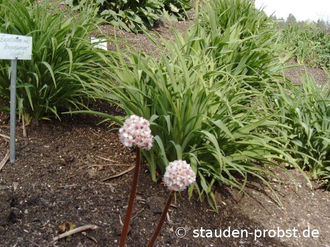 Darmera peltata - Schildblatt