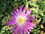 delosperma-diamantenmine