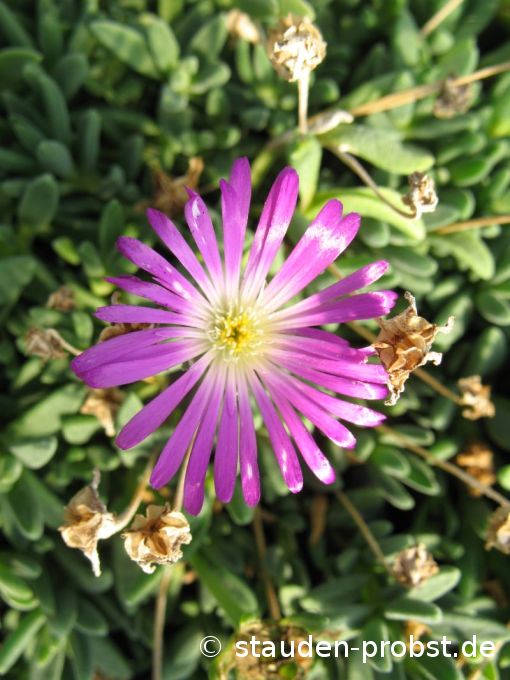 Delosperma 'Diamantenmine' - Mittagsblume