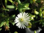 delosperma-karrooicum