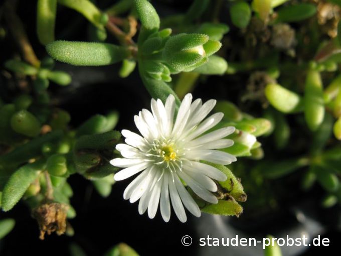 Delosperma karrooicum - Mittagsblume