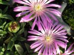 delosperma-pink-zulu