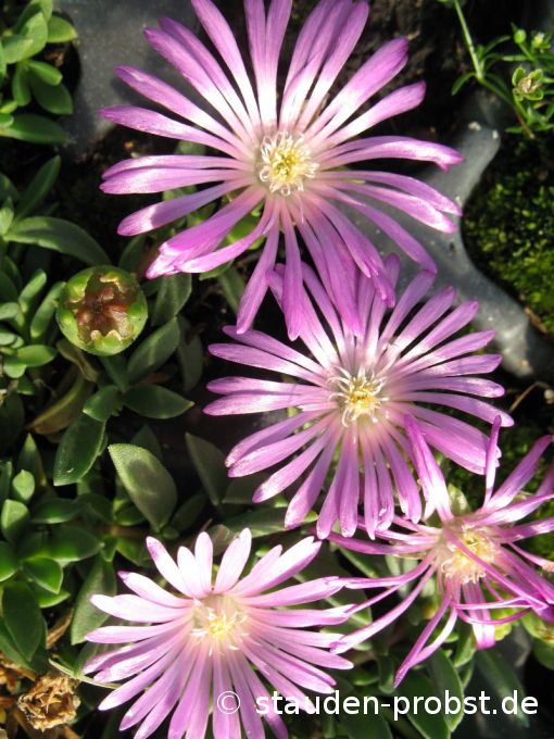Delosperma 'Pink Zulu' - Mittagsblume