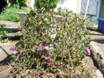 delosperma-repens-2