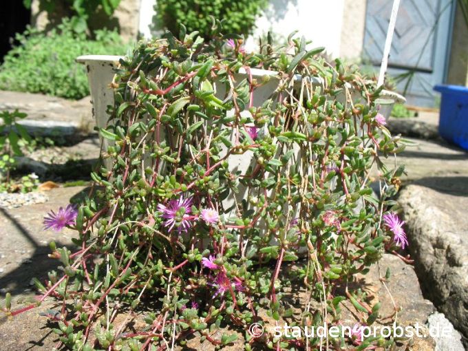 Delosperma repens - Hängende Mittagsblume