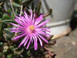 delosperma-repens