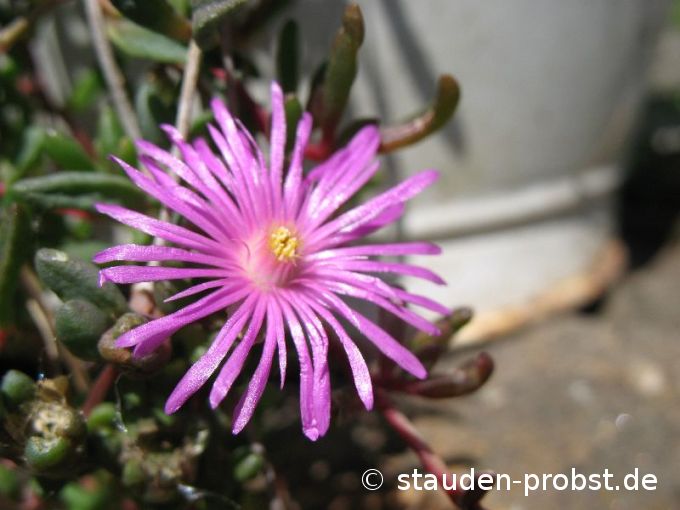 Delosperma repens - Hängende Mittagsblume