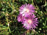 delosperma-safari