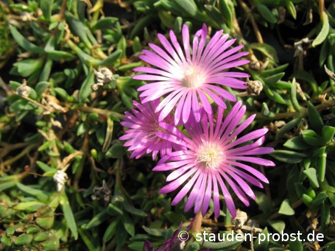 Delosperma 'Safari' - Mittagsblume