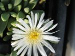delospermum-conquestum-album