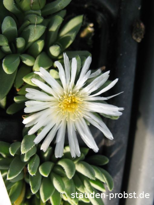 Delosperma conquestum 'Album' - Mittagsblume