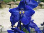 delphinium-belladonna-atlantis