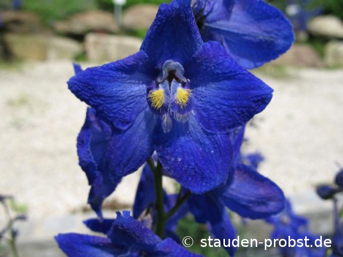 Delphinium belladonna 'Atlantis' - Rittersporn