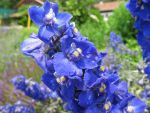 delphinium-belladonna-balaton-2