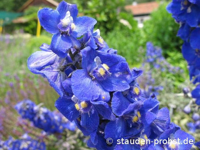 Delphinium belladonna 'Balaton' - Rittersporn