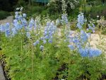 delphinium-belladonna-ballkleid-2