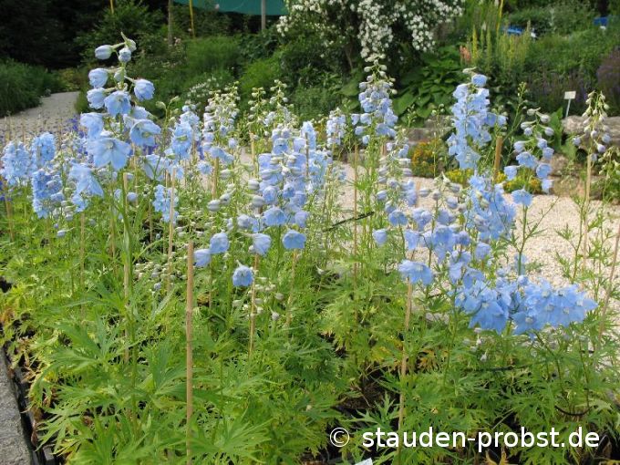 Delphinium belladonna 'Ballkleid' - Rittersporn