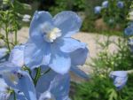 delphinium-belladonna-ballkleid