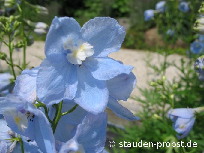 Delphinium belladonna 'Ballkleid' - Rittersporn