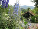 delphinium-belladonna-piccolo-2
