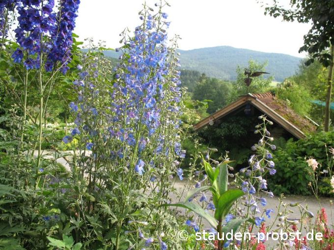 Delphinium belladonna 'Piccolo' - Rittersporn