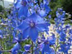 delphinium-belladonna-piccolo