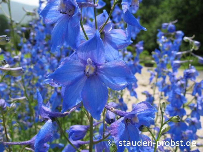 Delphinium belladonna 'Piccolo' - Rittersporn
