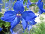 delphinium-belladonna-voelkerfrieden