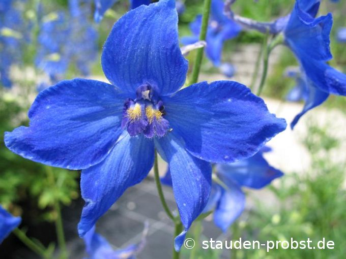Delphinium belladonna 'Völkerfrieden' - Rittersporn