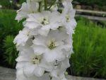 delphinium-elatum-double-innocence-2