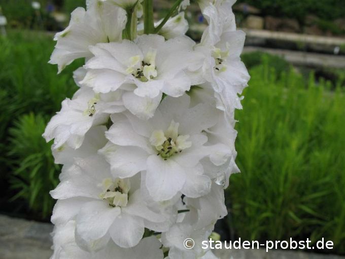 Delphinium elatum 'Double Innocence' - Rittersporn