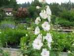 delphinium-elatum-double-innocence