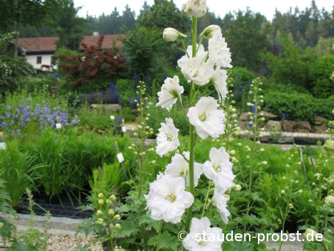 Delphinium elatum 'Double Innocence' - Rittersporn