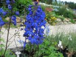 delphinium-elatum-finsteraarhorn-3