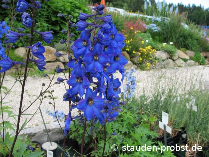 Delphinium elatum 'Finsteraarhorn' - Rittersporn