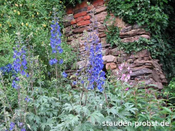 Delphinium elatum 'Finsteraarhorn' - Rittersporn