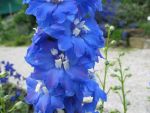 delphinium-elatum-jubelruf-2