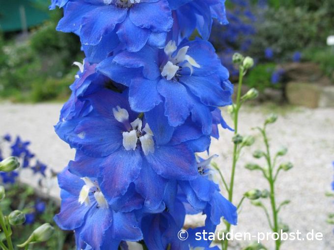 Delphinium elatum 'Jubelruf' - Rittersporn