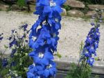 delphinium-elatum-jubelruf