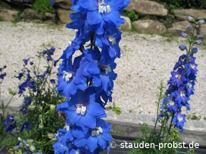 Delphinium elatum 'Jubelruf' - Rittersporn