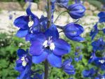 delphinium-elatum-lanzentraeger-2