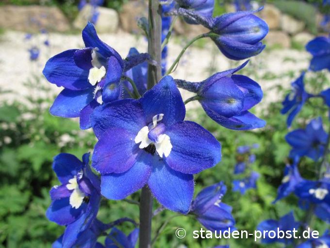 Delphinium elatum 'Lanzenträger' - Rittersporn