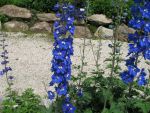 delphinium-elatum-lanzentraeger