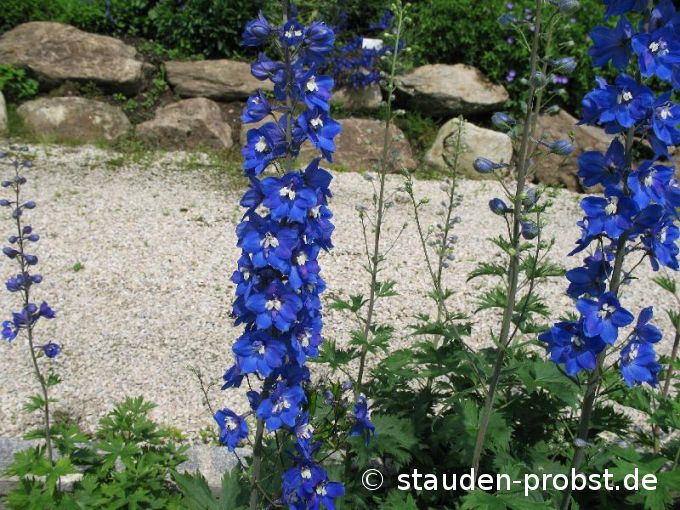 Delphinium elatum 'Lanzenträger' - Rittersporn